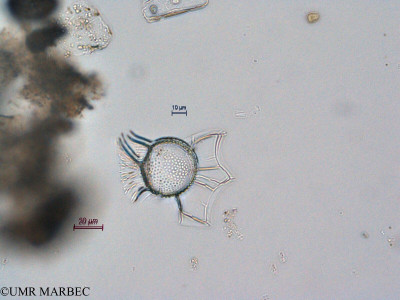phyto/Scattered_Islands/all/COMMA April 2011/Ornithocercus sp1 (ancien O. sp5 recomposé-O. magnificus)(copy)_thumb.jpg